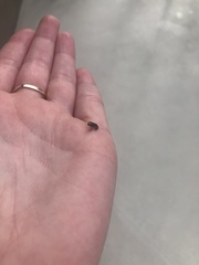 Eleutherodactylus planirostris