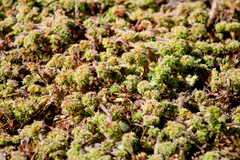 Chorizanthe cuspidata