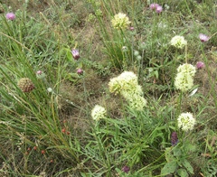 Jurinea salicifolia