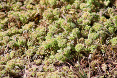 Chorizanthe cuspidata