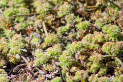 Chorizanthe cuspidata