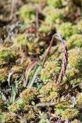 Chorizanthe cuspidata