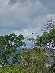 Haliaeetus leucogaster