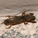 Krimbas's Mole Cricket - Photo (c) Fabian A. Boetzl, some rights reserved (CC BY-NC), uploaded by Fabian A. Boetzl