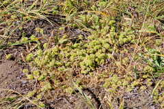 Chorizanthe cuspidata