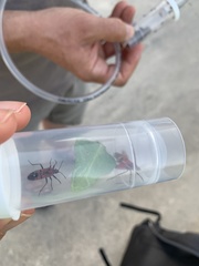 Spilostethus pandurus