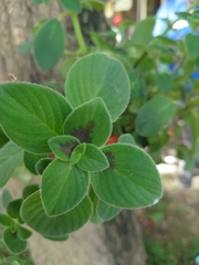 Streptocarpus saxorum
