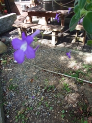 Streptocarpus saxorum