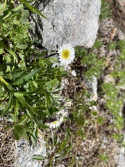 Erigeron alpinus