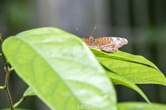 Lebadea martha parkeri