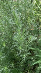 Artemisia abrotanum
