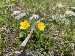 Ranunculus montanus