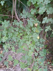 Vitis sinocinerea