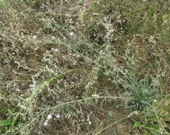 Centaurea besseriana
