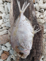 Leiognathidae