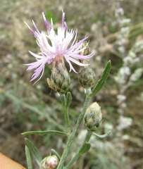Centaurea besseriana