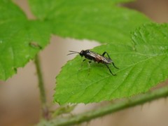 Macrophya militaris