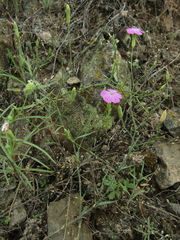 Dianthus campestris
