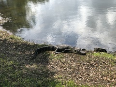 Alligator mississippiensis
