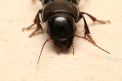 Acinopus subquadratus