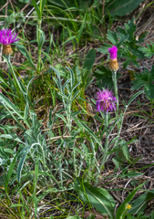 Psephellus sibiricus