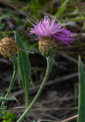 Psephellus sibiricus