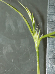 Juncus foliosus