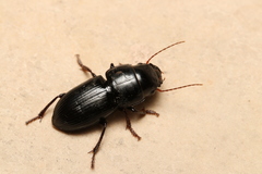 Acinopus subquadratus