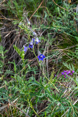 Delphinium laxiflorum