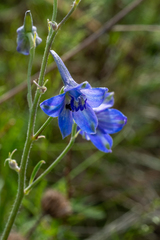 Delphinium laxiflorum