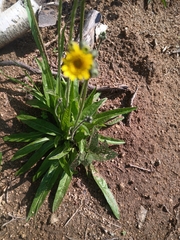 Senecio doronicum