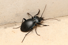 Carabus preslii