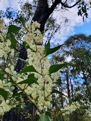 Acacia urophylla