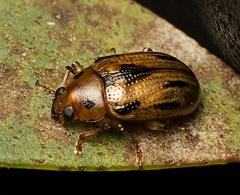 Rhyparida brevilineata