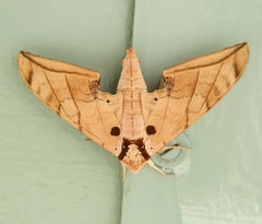Ambulyx sericeipennis