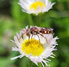 Nomada maculata