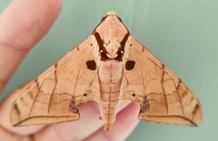 Ambulyx sericeipennis