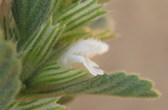 Leucas neuflizeana