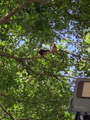 Pterorhinus perspicillatus