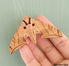 Ambulyx sericeipennis