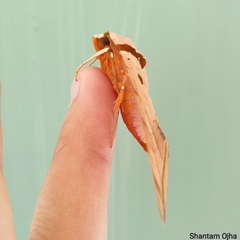 Ambulyx sericeipennis