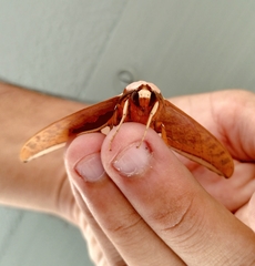 Ambulyx sericeipennis