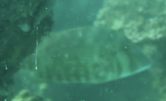 Lethrinus laticaudis