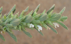 Leucas neuflizeana