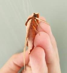 Ambulyx sericeipennis