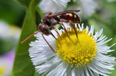 Nomada maculata