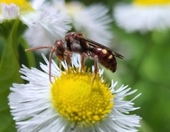 Nomada maculata