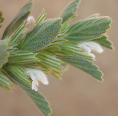 Leucas neuflizeana