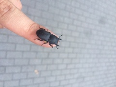 Dorcus parallelipipedus