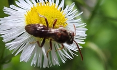 Nomada maculata